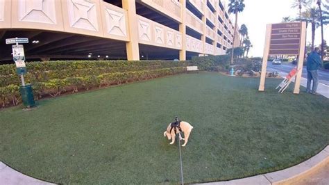 las vegas hotels allowing dogs.